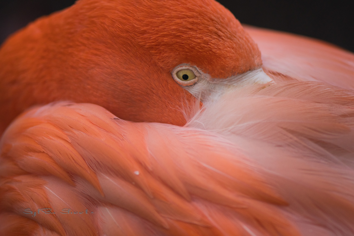 Foto uit de portfolio van Sylvia van Velzen