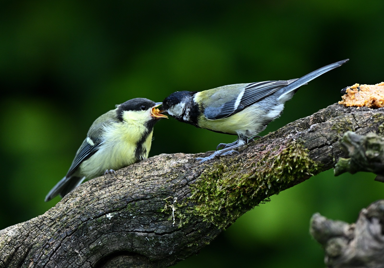 Foto uit de portfolio van Evert van Zetten