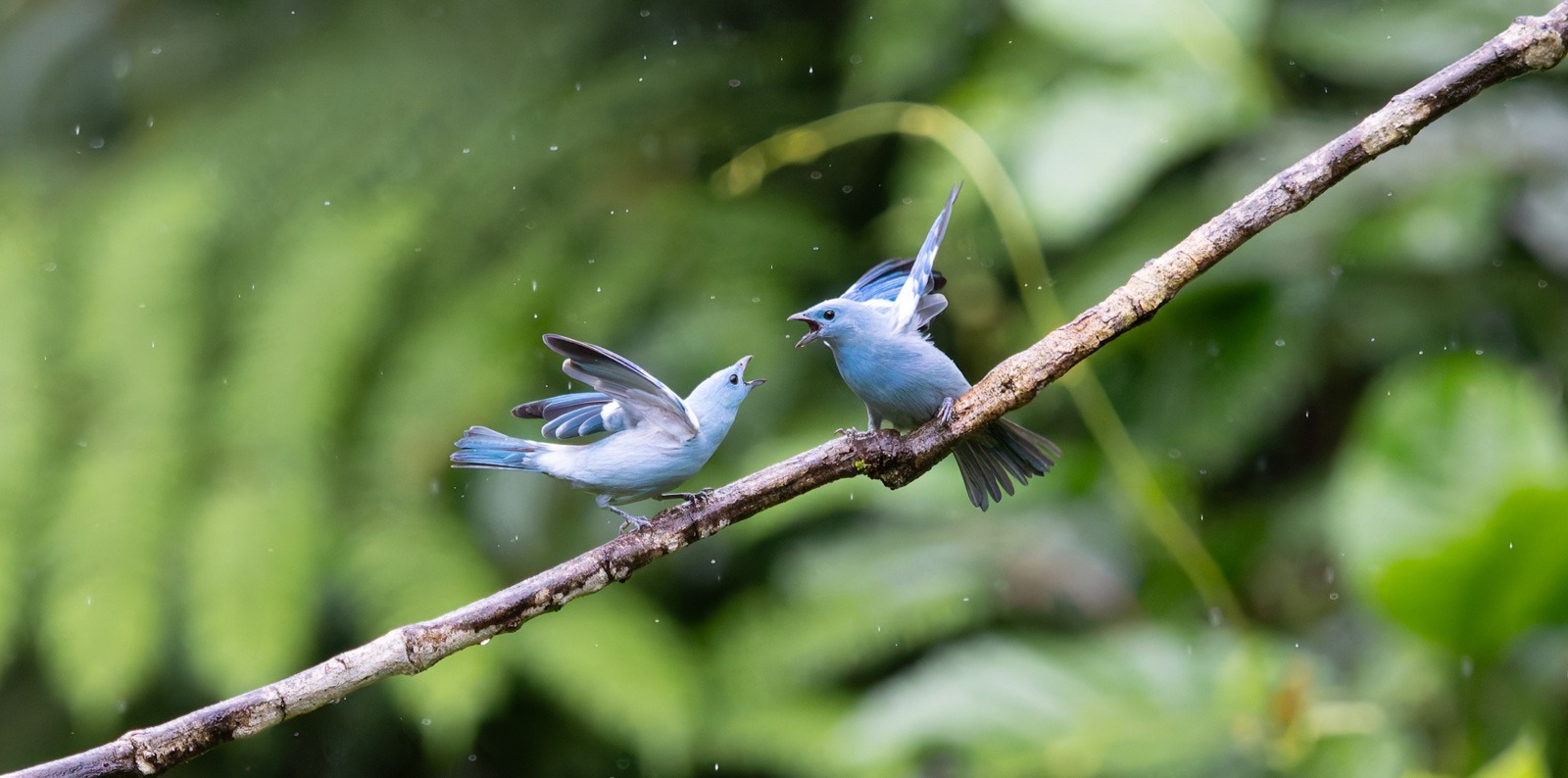 Arnold Bos maakte deze foto met als thema Vogels