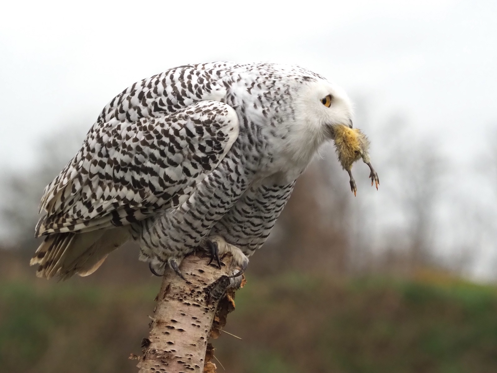 Foto uit de portfolio van Arnold Bos