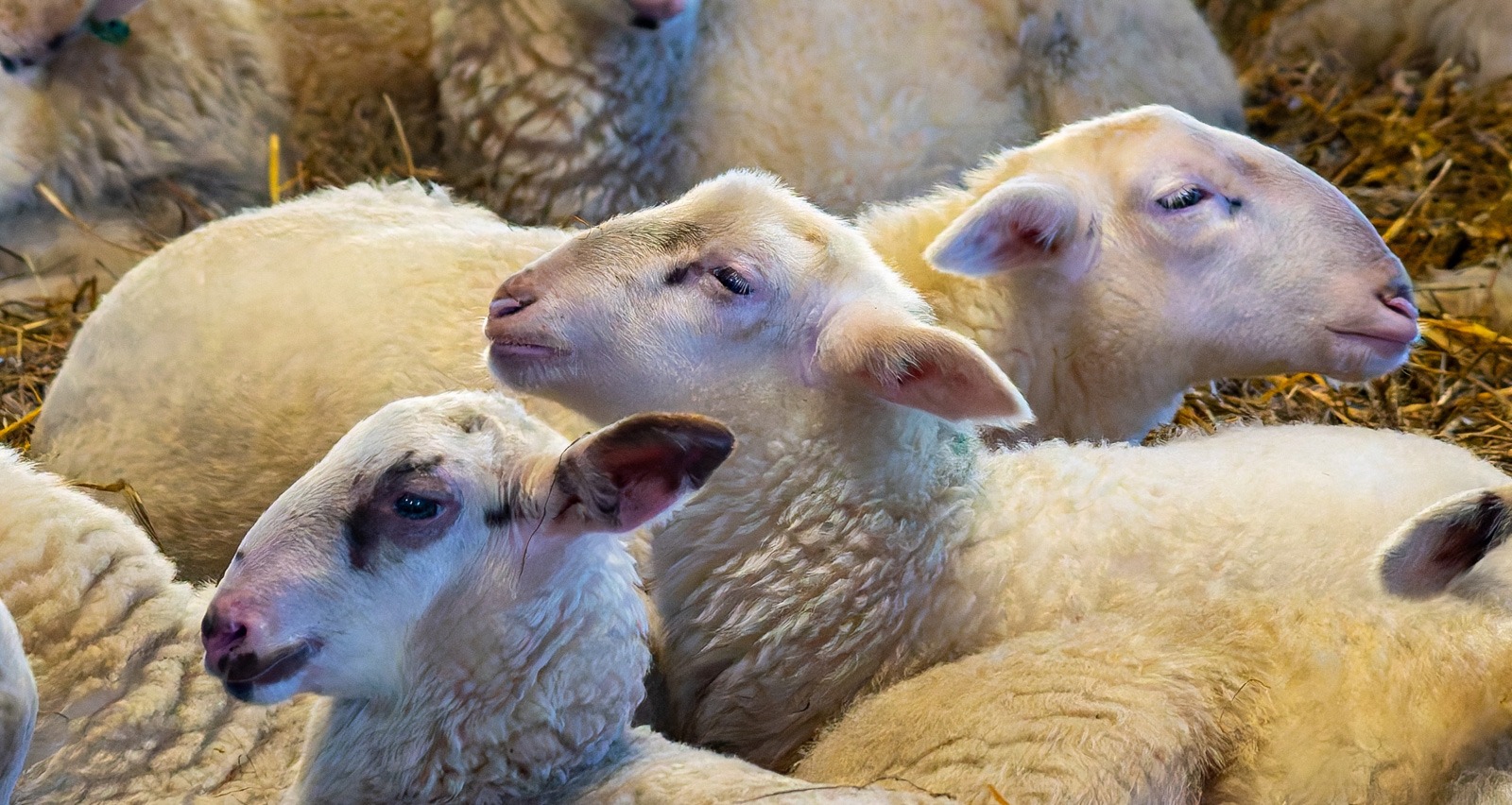 Arnold Bos maakte deze foto met als thema het voorjaar komt er aan