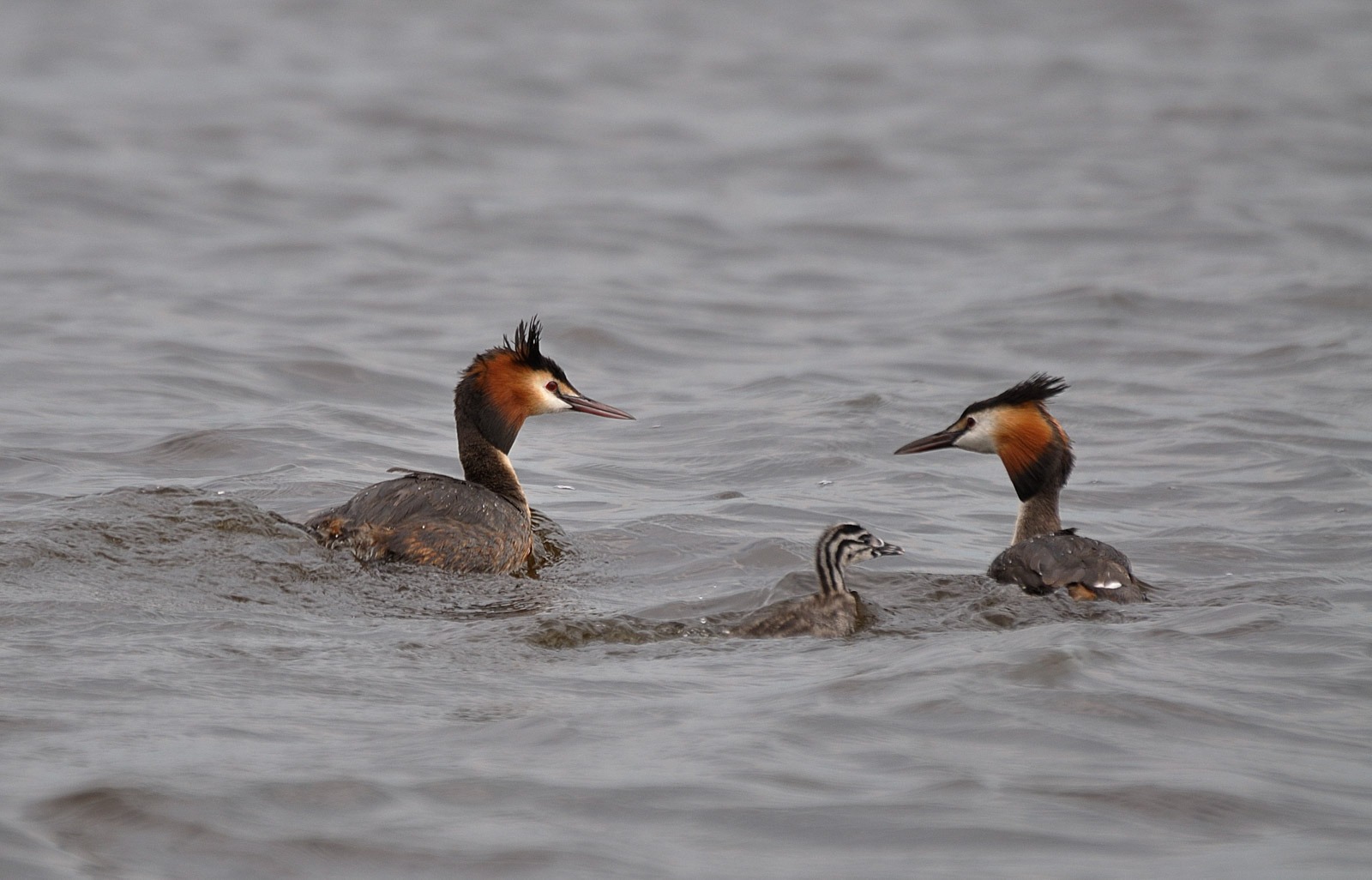 Evert van Zetten maakte deze foto met als thema jonge dieren in de lente