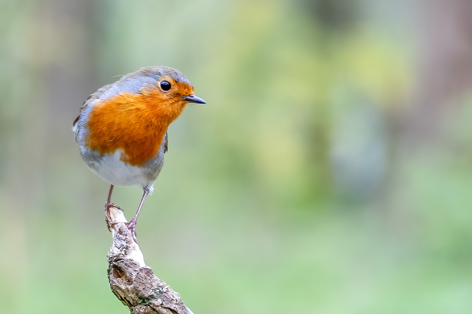 Ria Koldewee maakte deze foto met als thema vogels in bos, stand en/of vogelhut