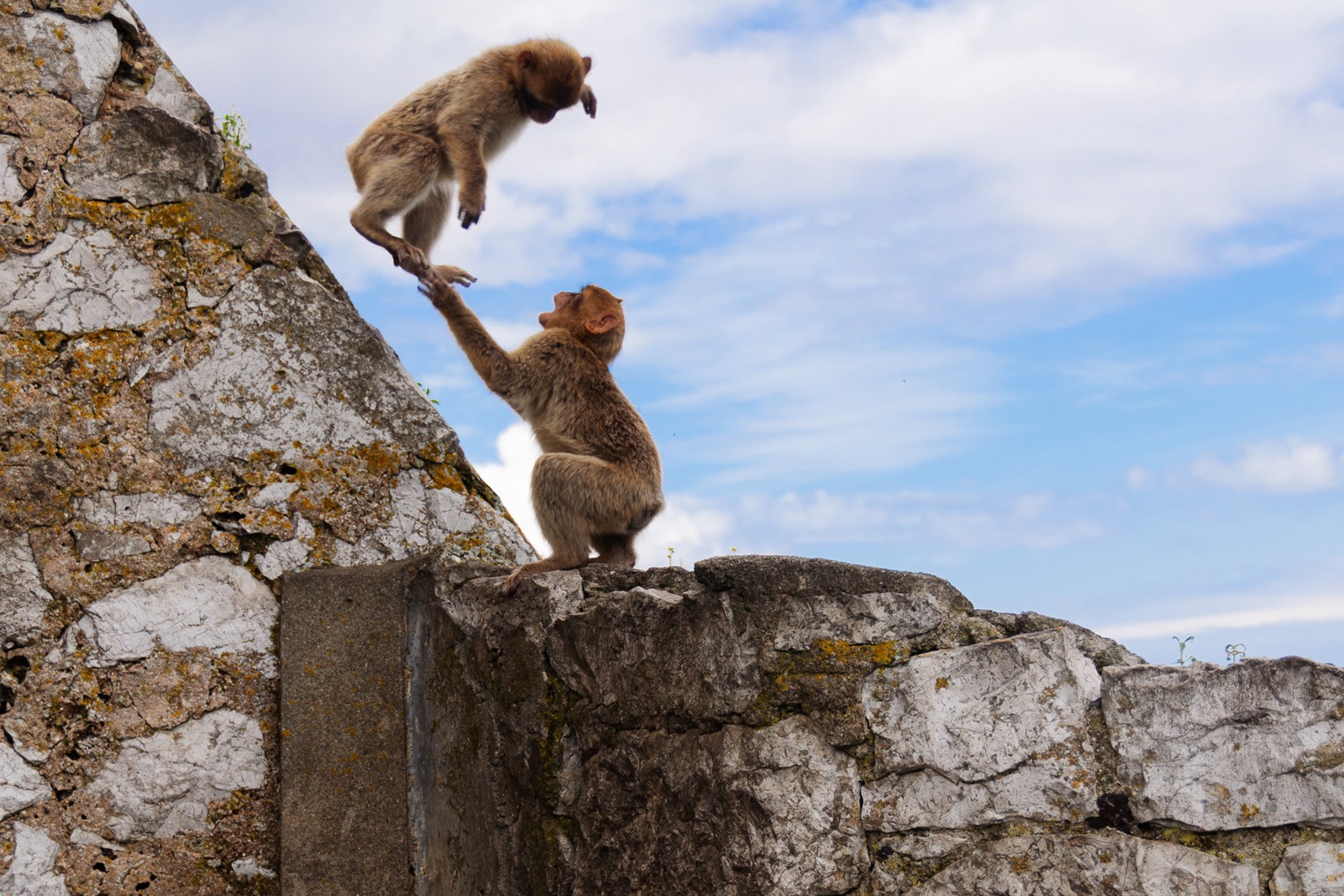 Leo Tijdeman maakte deze foto met als thema (huis)dieren in actie