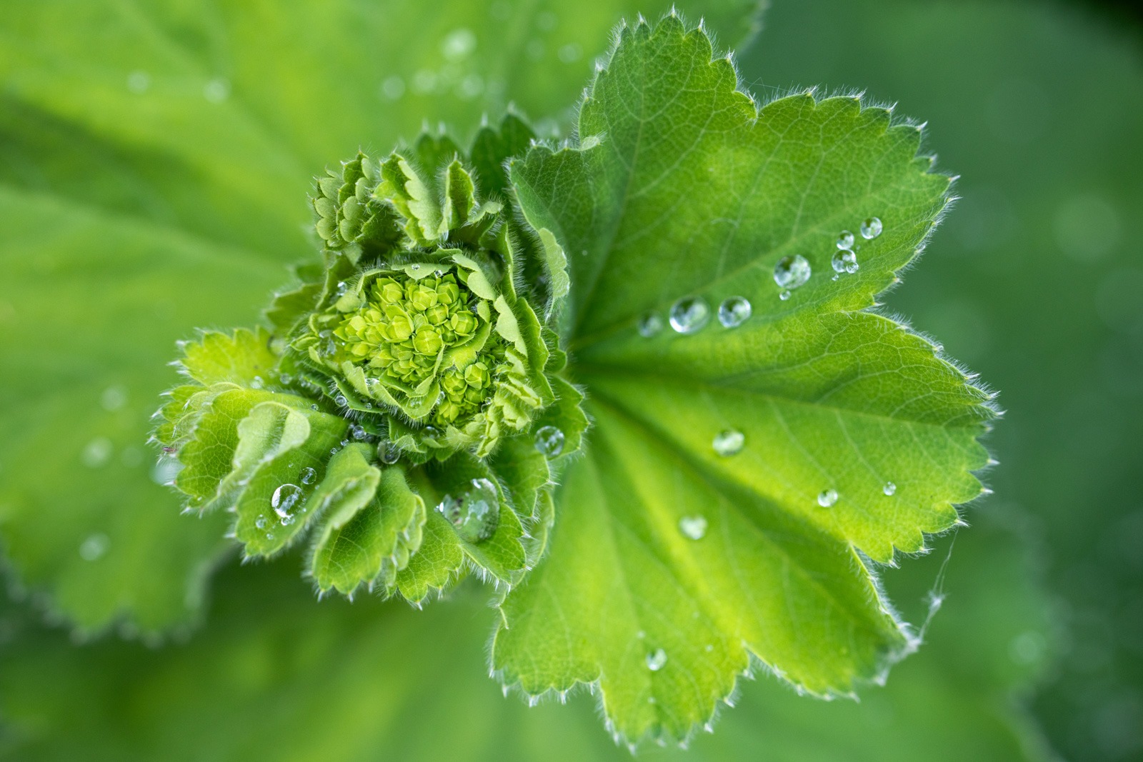 Ping Lodder maakte deze foto met als thema structuren en vormen in de natuur