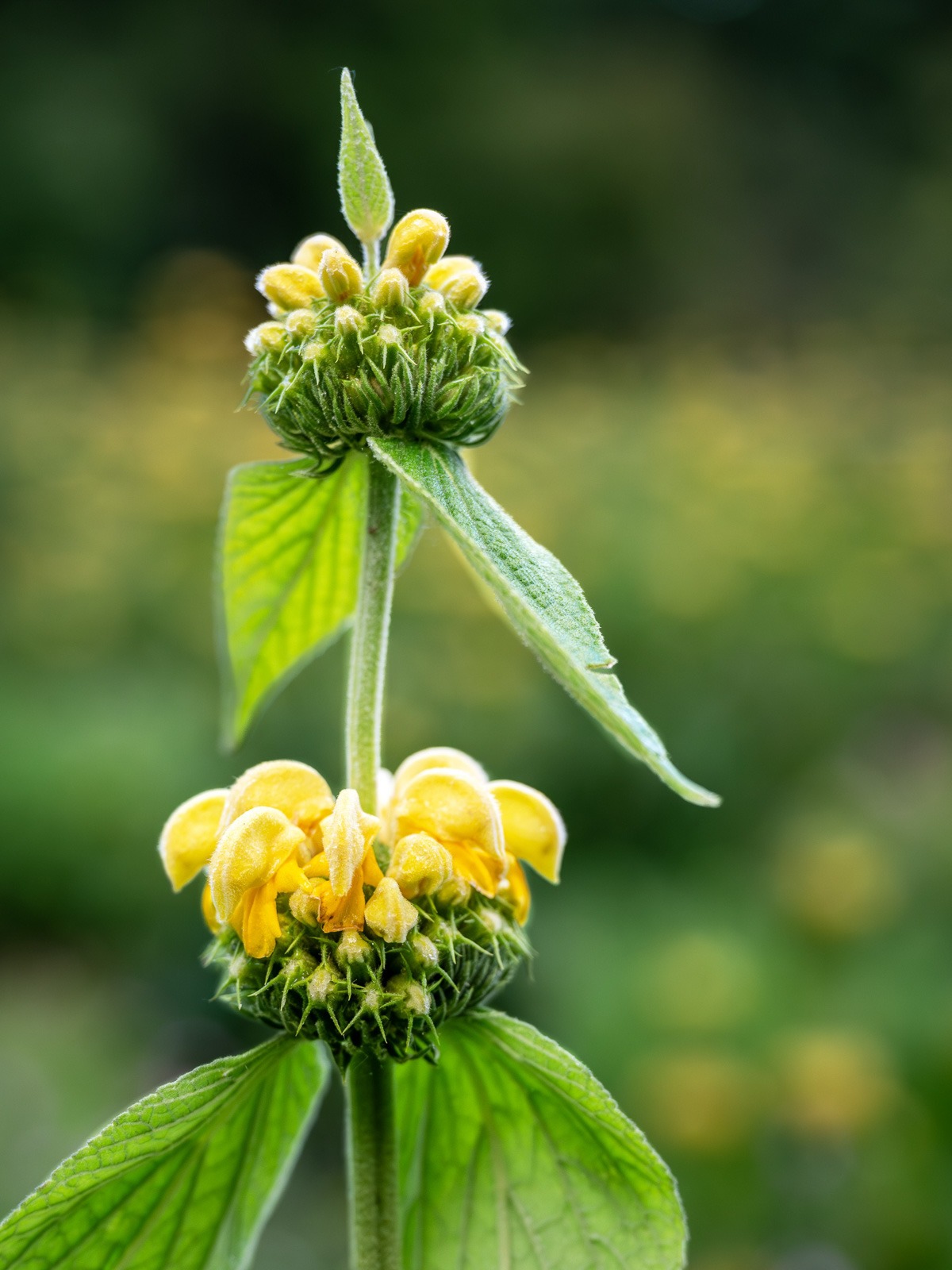 Leo Tijdeman maakte deze foto tijdens het uitje naar het Arboretum