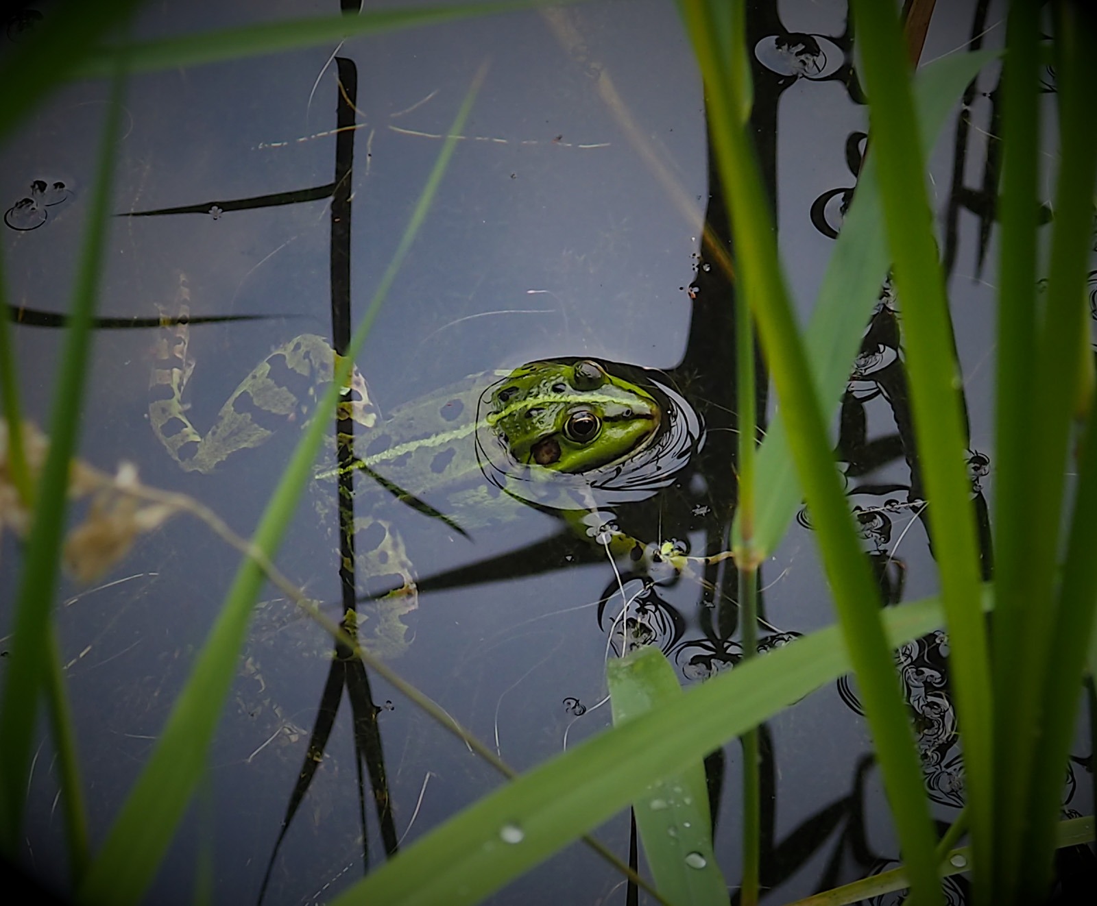 Wil Henkes maakte deze foto tijdens het uitje naar het Arboretum