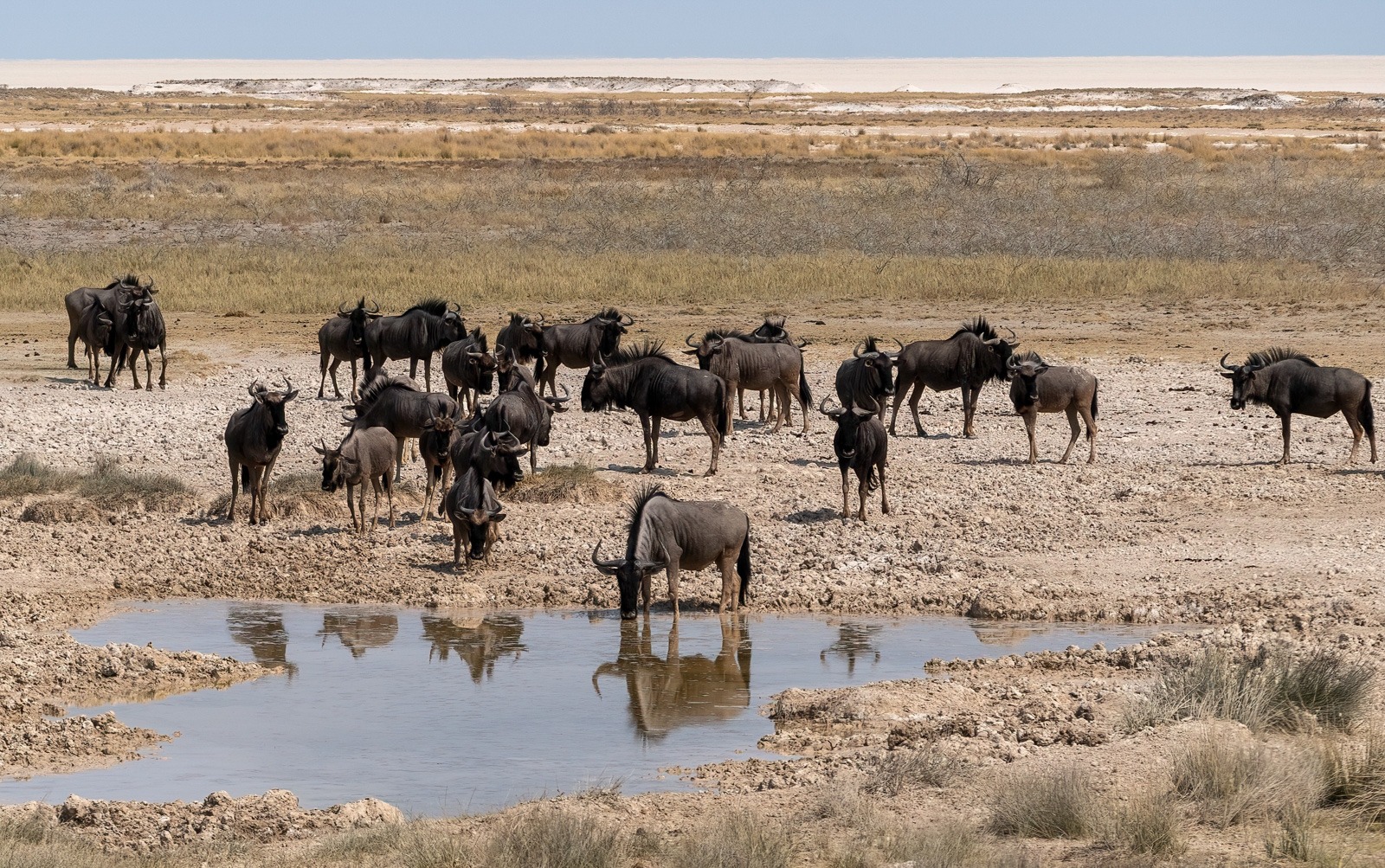 Ria Koldewee maakte deze foto met als thema dieren en water